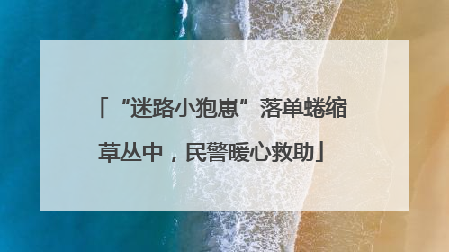 “迷路小狍崽”落单蜷缩草丛中，民警暖心救助
