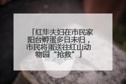 红隼夫妇在市民家阳台孵蛋多日未归，市民将蛋送往红山动物园“抢救”