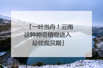 一叶当舟！云南这种神奇植物进入最佳观赏期