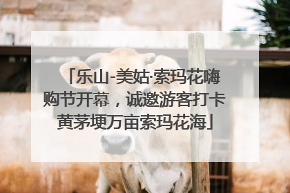 乐山-美姑·索玛花嗨购节开幕，诚邀游客打卡黄茅埂万亩索玛花海