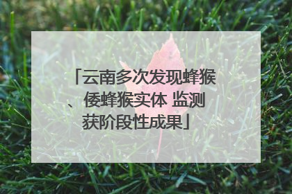 云南多次发现蜂猴、倭蜂猴实体 监测获阶段性成果