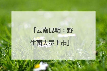 云南昆明：野生菌大量上市