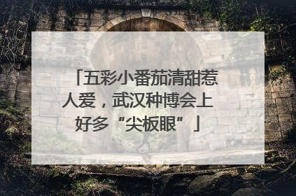 五彩小番茄清甜惹人爱，武汉种博会上好多“尖板眼”