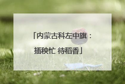 内蒙古科左中旗：插秧忙 待稻香