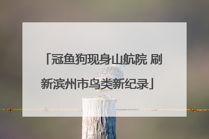 冠鱼狗现身山航院 刷新滨州市鸟类新纪录