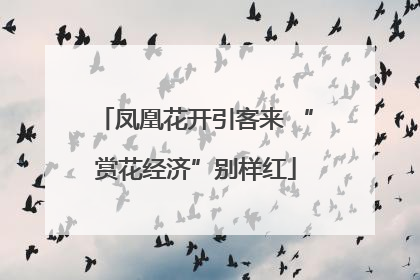 凤凰花开引客来 “赏花经济”别样红