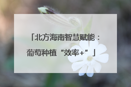 北方海南智慧赋能：葡萄种植“效率+”