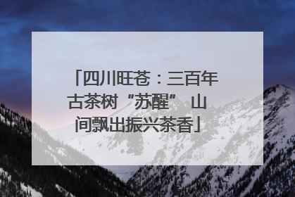 四川旺苍：三百年古茶树“苏醒” 山间飘出振兴茶香