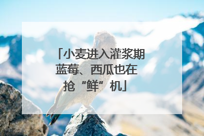 小麦进入灌浆期 蓝莓、西瓜也在抢“鲜”机