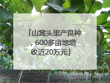 山窝头里产良种，600多亩地增收近20万元
