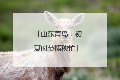 山东青岛：初夏时节插秧忙