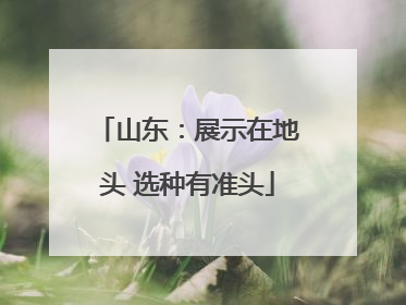 山东：展示在地头 选种有准头