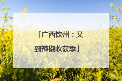 广西钦州：又到辣椒收获季