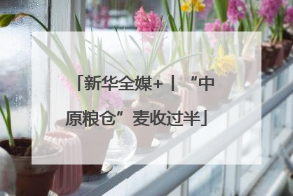 新华全媒+丨“中原粮仓”麦收过半