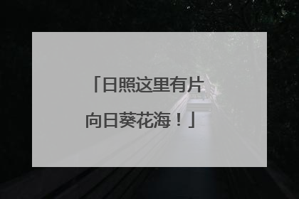 日照这里有片向日葵花海！