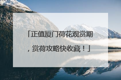 正值厦门荷花观赏期，赏荷攻略快收藏！
