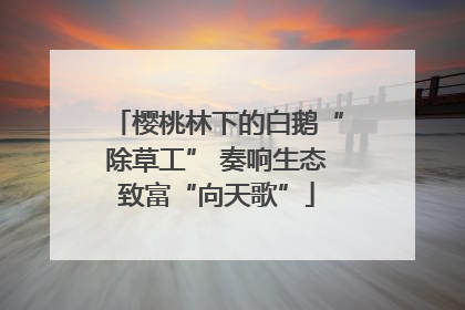 樱桃林下的白鹅“除草工” 奏响生态致富“向天歌”