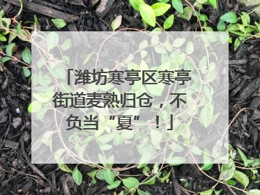 潍坊寒亭区寒亭街道麦熟归仓，不负当“夏”！