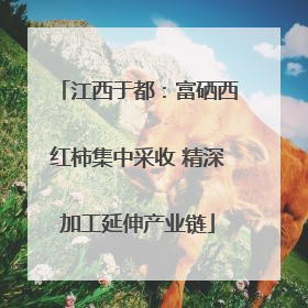 江西于都：富硒西红柿集中采收 精深加工延伸产业链