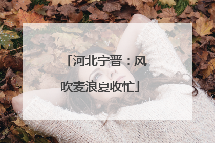 河北宁晋：风吹麦浪夏收忙
