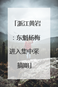 浙江黄岩：东魁杨梅进入集中采摘期