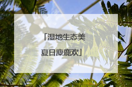 湿地生态美 夏日麋鹿欢