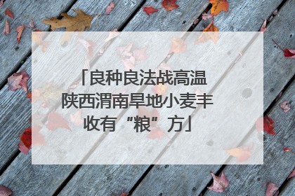 良种良法战高温 陕西渭南旱地小麦丰收有“粮”方