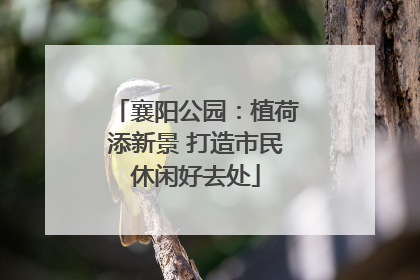 襄阳公园：植荷添新景 打造市民休闲好去处