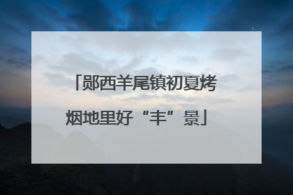郧西羊尾镇初夏烤烟地里好“丰”景