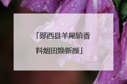 郧西县羊尾镇香料烟田焕新颜