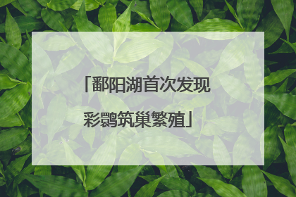 鄱阳湖首次发现彩鹮筑巢繁殖