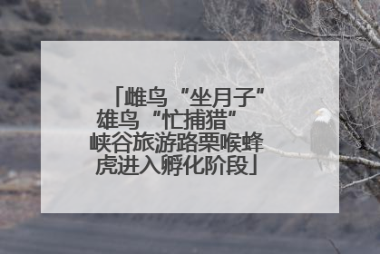 雌鸟“坐月子”雄鸟“忙捕猎” 峡谷旅游路栗喉蜂虎进入孵化阶段