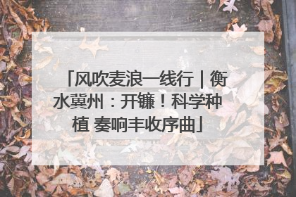 风吹麦浪一线行｜衡水冀州：开镰！科学种植 奏响丰收序曲