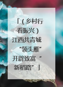 （乡村行·看振兴）江西共青城“领头雁”开辟致富“新稻路”